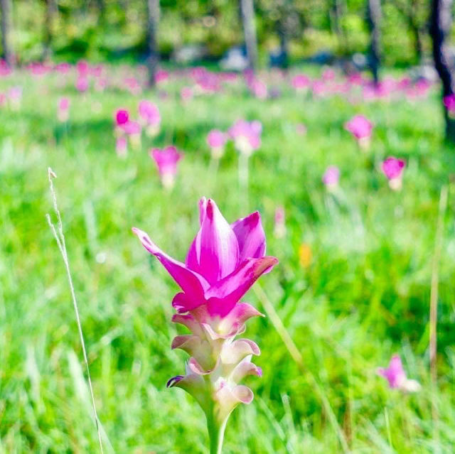 ชมธรรมชาติหน้าฝน ยลเสน่ห์ดอกกระเจียว🌷