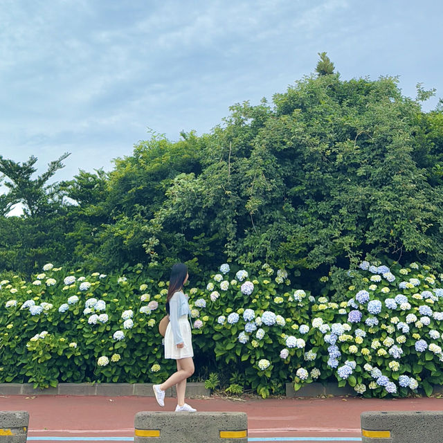 바다와 수국을 함께 담을 수 있는 이곳 ✨