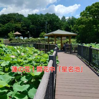 Lotus flowers! "Hoshinaike Pond" in Obu City