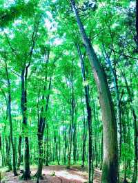 美人林 @ Bijin Bayashi Forest 