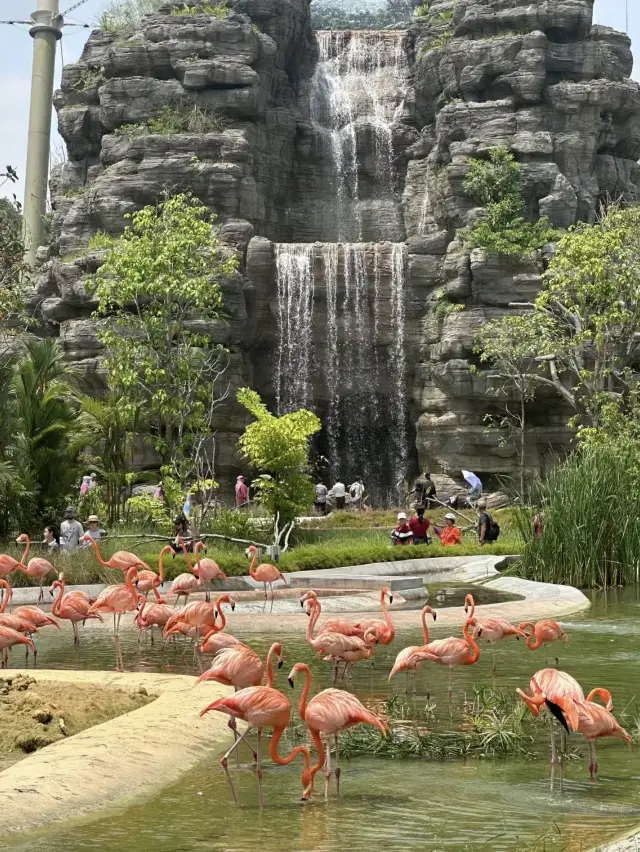 Bird Paradise
