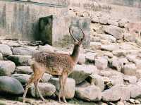 The Jinyangho Zoo 진양호동물원