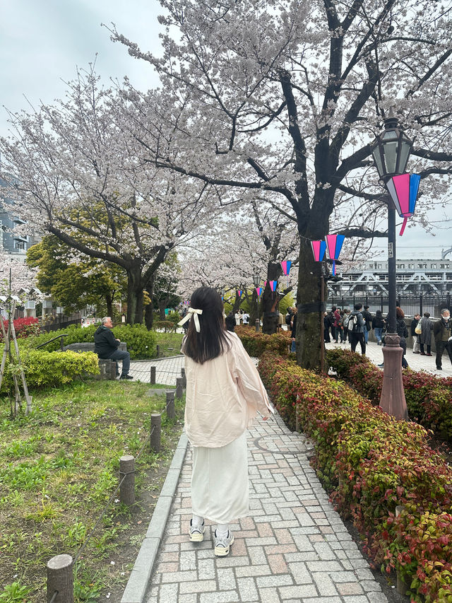 🌸櫻花季的偶田公園