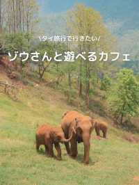 【タイ🇹🇭】世界でここだけ？！ゾウさんと遊べるカフェ！