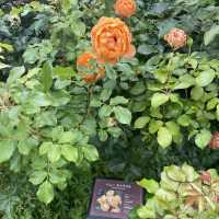京成バラ🌹園で、癒し時間