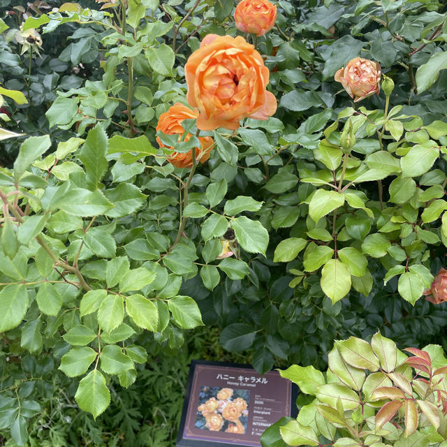 京成バラ🌹園で、癒し時間