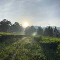 Morning summer holiday in the mountain