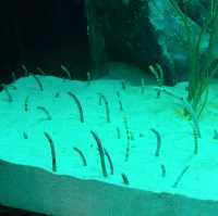 首爾COEX水族館：親子遊不能錯過的景點