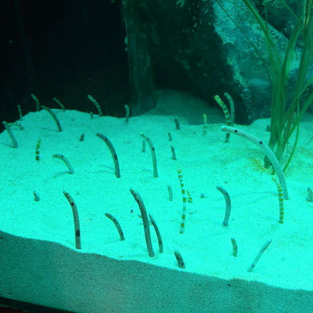 首爾COEX水族館：親子遊不能錯過的景點