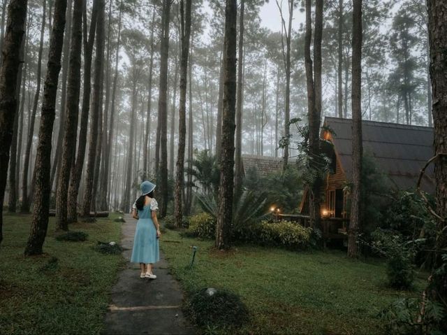 สวนป่า ดอยบ่อหลวง