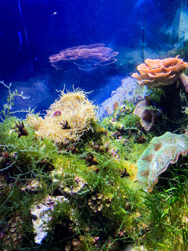 Port of Nagoya Public Aquarium 🪼🐬🚢