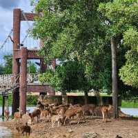 สะพานชมกวางหนองใหญ่ ชุมพร 🦌