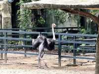 廣州動物園～好多動物睇丫
