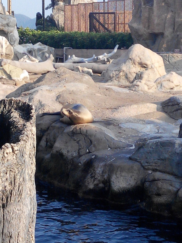 海洋公園熊貓小熊貓