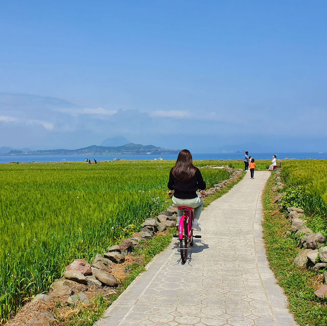 자전거 타고 청보리밭 경치 한바퀴🌾 가파도 여행