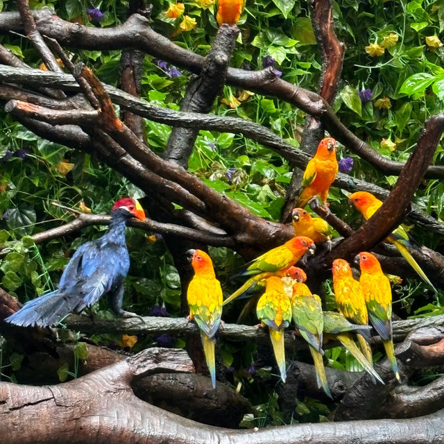 吉隆坡雀鳥公園：鳥類的天堂 🌈🐦