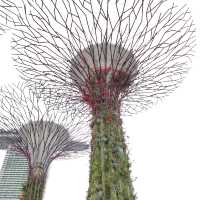 OCBC SKY WAY♪♪