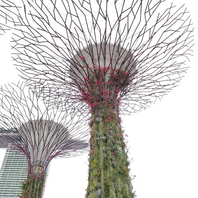 OCBC SKY WAY♪♪