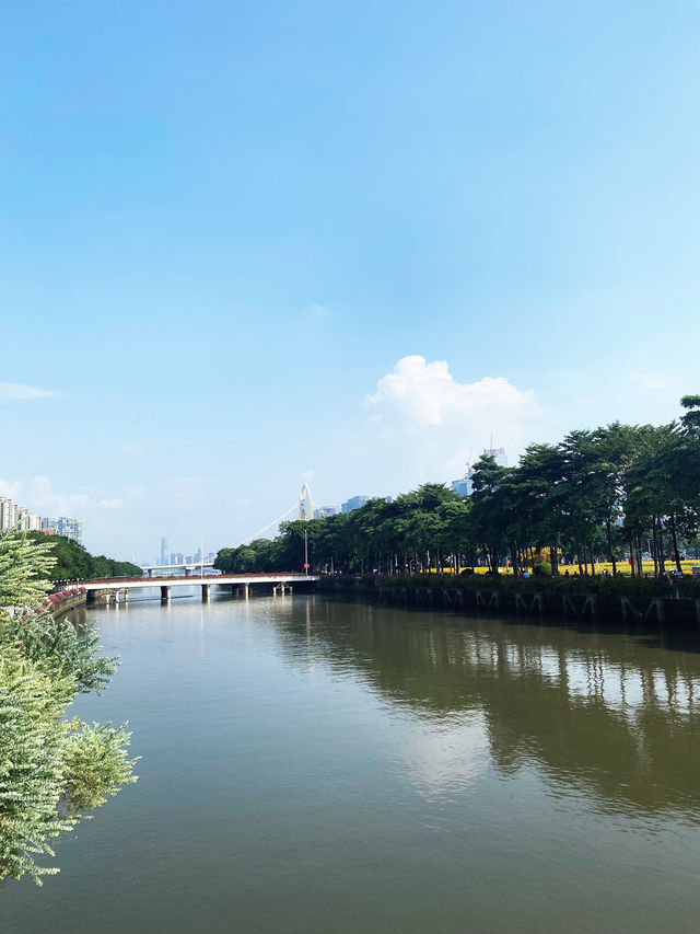 Sunflower is blooming in Haixinsha with Canton View 🌻🌻