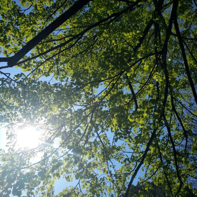 北海道大學植物園