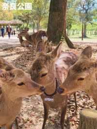 【歴史と自然を感じる古都🍁奈良旅🦌】