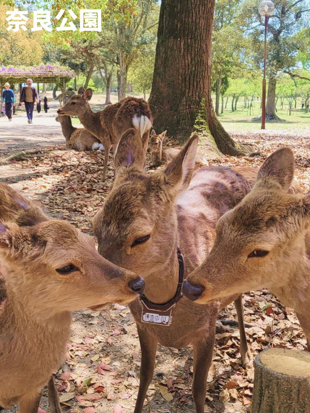 【歴史と自然を感じる古都🍁奈良旅🦌】