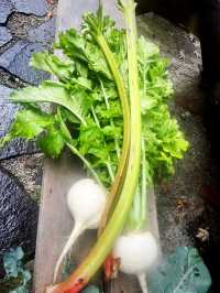 【長野県/原村　八ヶ岳の大自然を満喫！手作りハウスからオーガニック野菜まで楽しめる場所】