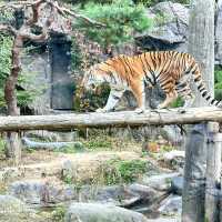 Arghhhh Autumn Tiger Valley in Everland 