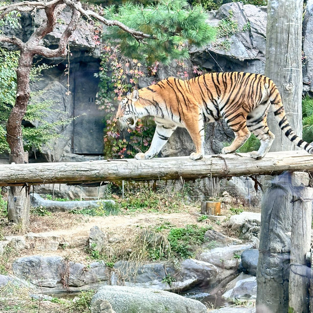 Arghhhh Autumn Tiger Valley in Everland 