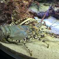 🇯🇵日本沖繩-沖繩美麗海水族館🐟🪼🦑🦈🐡