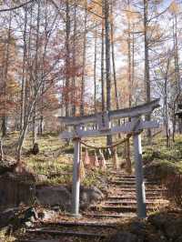 【長野】まさかの道中が美しすぎた🤩紅葉のトンネルが絵になるすぎるスポット🍁
