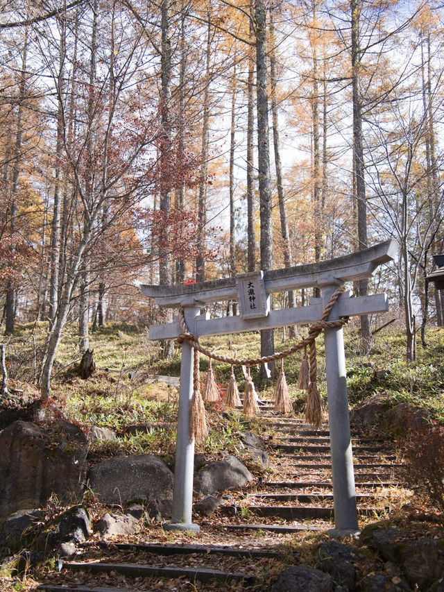 【長野】まさかの道中が美しすぎた🤩紅葉のトンネルが絵になるすぎるスポット🍁