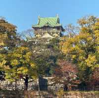 🍂銀杏黃葉輕輕落 🏯秋風吹拂大阪城 