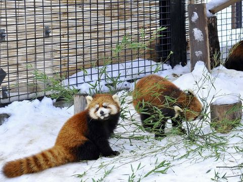 北海道雪豹和企鵝巡遊｜旭山動物園🐧❄️