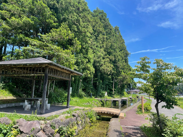 秋の桜並木(岩手県北上市展勝地)