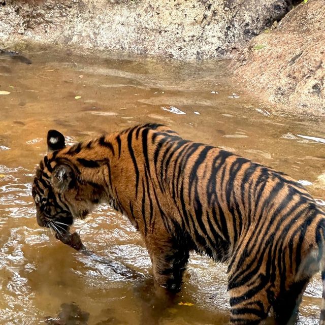 東京景點｜日本最古老的親子動物園—恩賜上野動物園