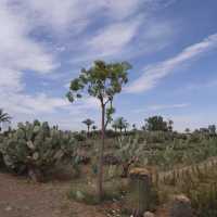 Cactus Thiemann 🌵仙人掌園