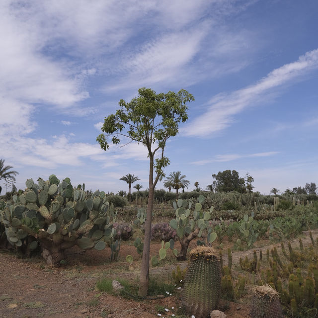 Cactus Thiemann 🌵仙人掌園