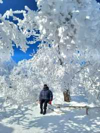 한국의 삿포로 평창으로 가야하는 이유❄️