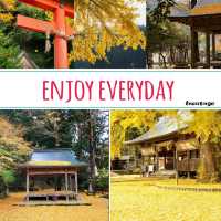 吉原神社🌅銀杏樹下的靜謐之美 🍂⛩️