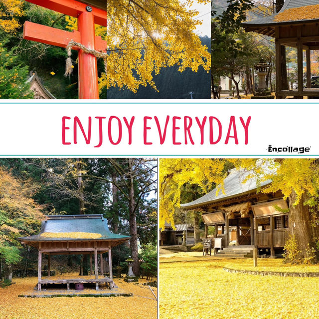 吉原神社🌅銀杏樹下的靜謐之美 🍂⛩️