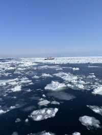 【北海道】オオワシとオジロワシと羅臼の流氷