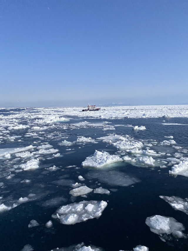 【北海道】オオワシとオジロワシと羅臼の流氷