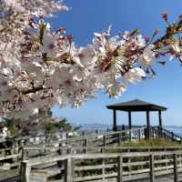 西公園，粉紅浪漫櫻花谷中野餐
