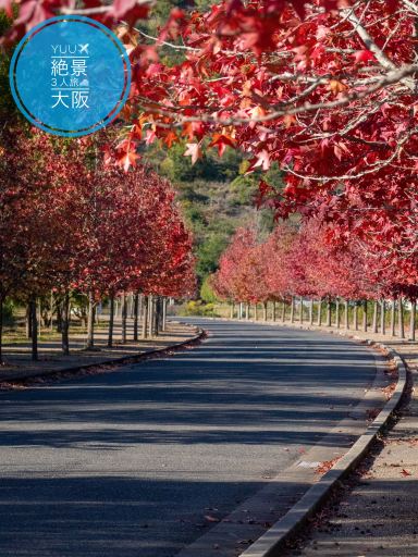 超穴場/紅葉並木道 いきいきパーク岬 モミジバフウが見頃🍁 | Trip.com