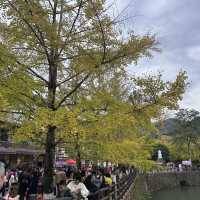 遲來的銀杏季