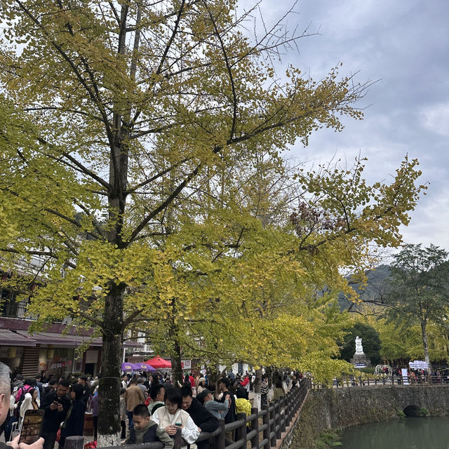 遲來的銀杏季