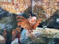 Dive into the Wonders of S.E.A. Aquarium @ Sentosa
