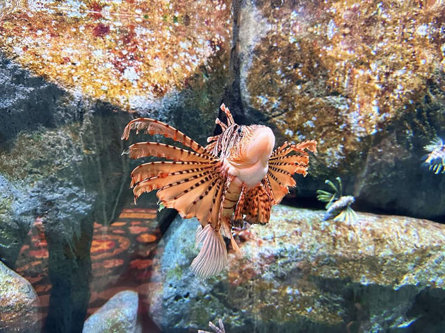 Dive into the Wonders of S.E.A. Aquarium @ Sentosa