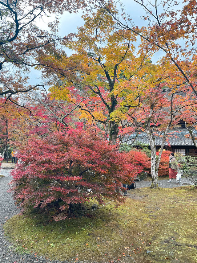 【湯布院】感動！亀の井別荘の素晴らしい紅葉✨